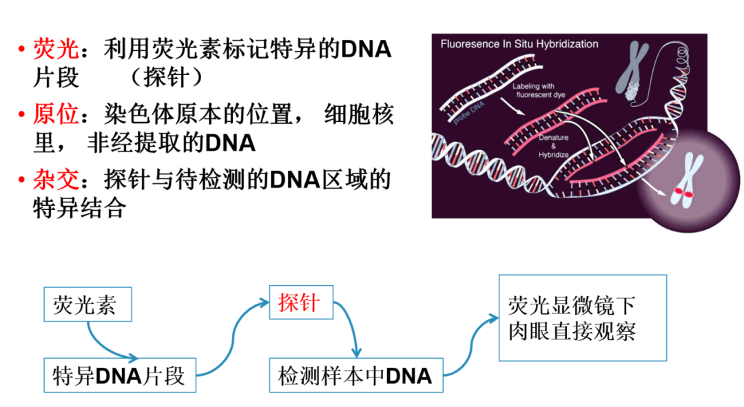 病理科的一条鱼荧光原位杂交技术